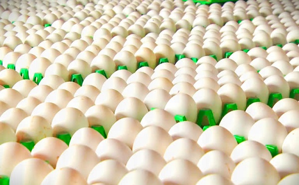 იანვარში კვერცხი შესაძლოა, 3-4 თეთრით კიდევ გაძვირდეს