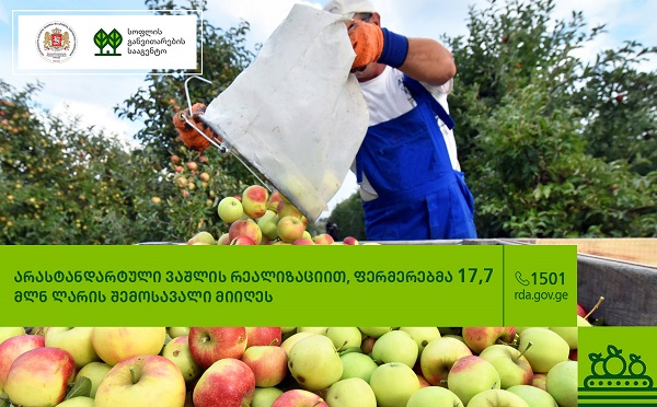 არასტანდარტული ვაშლის  რეალიზაციით, ფერმერებმა 17,7 მლნ ლარის შემოსავალი მიიღეს