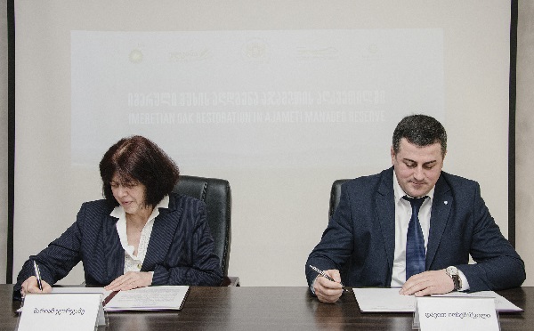აჯამეთის აღკვეთილში, ბი პი საქართველოს მხარდაჭერით, იმერული მუხის აღდგენის პროექტი ხორციელდება