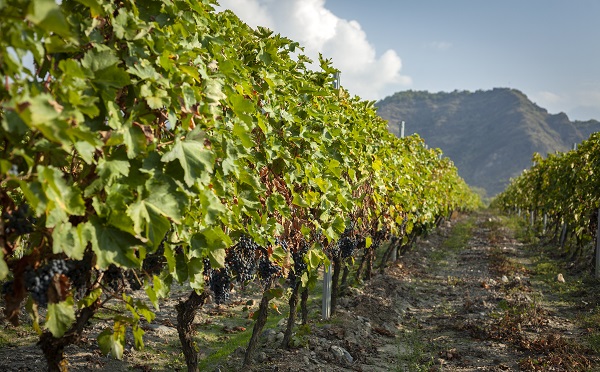 12 სექტემბრის მდგომარეობით, გადამუშავებულია 48 ათასამდე ტონა ყურძენი - ღვინის ეროვნული სააგენტო