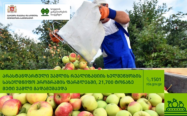 არასტანდარტული ვაშლის რეალიზაციის ხელშეწყობის სახელმწიფო პროგრამის ფარგლებში, 21,700 ტონაზე მეტი ვაშლი გადამუშავდა