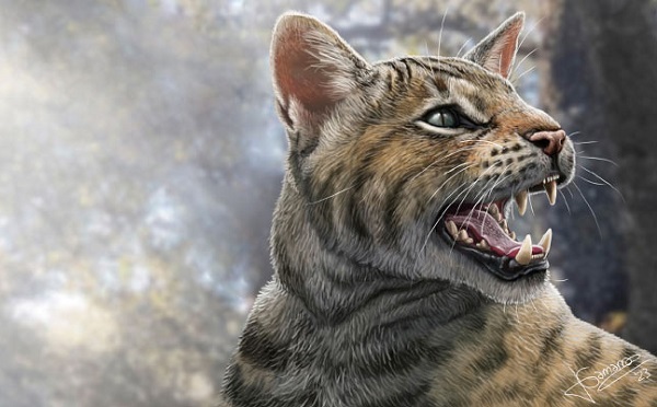 ესპანეთში აღმოაჩინეს პრეისტორიული კატის სახეობა, რომელიც 15 მილიონი წლის წინ ბინადრობდა