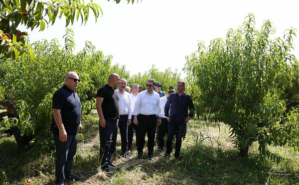 კახეთში ატმისა  და ვაშლატამას კრეფის სეზონი აქტიურ ფაზაშია