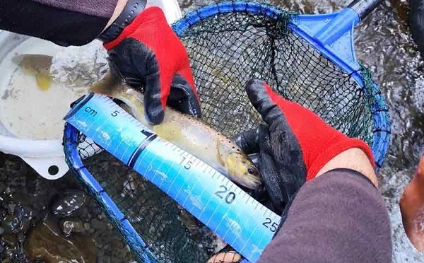 ველური ბუნების სააგენტოს ცნობით, სამეგრელო-ზემო სვანეთში წითელ ნუსხაში შეყვანილი ნაკადულის კალმახის პოპულაცია მნიშვნელოვნად გაიზარდა