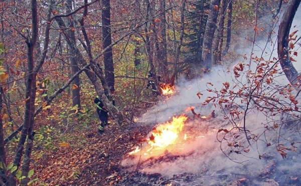 საქართველოში ტყის ხანძრების რამდენიმე კერა ფიქსირდება - ეროვნული სატყეო სააგენტო