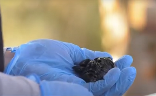 იმერეთის პოლიციამ განსაკუთრებით დიდი ოდენობით ნარკოტიკი ამოიღო - დაკავებულია ერთი პირი