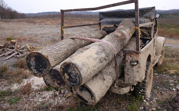 ჭიათურაში, სახელმწიფო ტყის ტერიტორიაზე ხე-ტყის უკანონო მოპოვებისა და ტრანსპორტირების ფაქტი გამოავლინეს