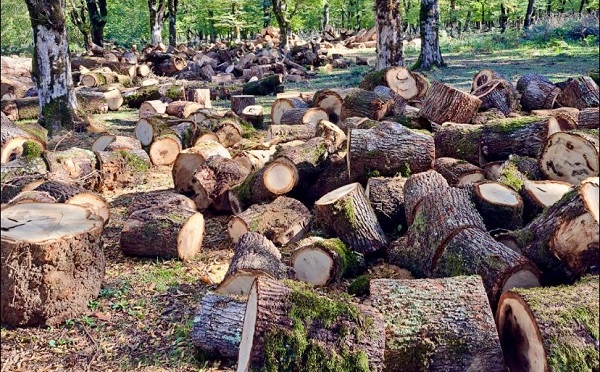 ბორჯომ-ხარაგაულის ეროვნულ პარკსა და აჯამეთის აღკვეთილში, ტყის გაჯანსაღების მიზნით, სანიტარული ჭრები მიმდინარეობს