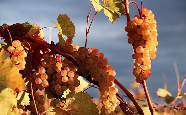 რთველი 2025-ის ფარგლებში,  რეკორდული რაოდენობის, 336 ათასამდე ტონა ყურძენი გადამუშავდა