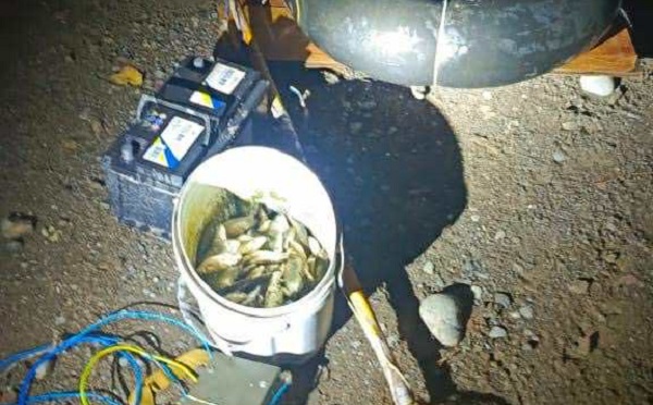 შიდა ქართლსა და ქვემო ქართლში უკანონო თევზჭერის ფაქტები გამოვლინდა