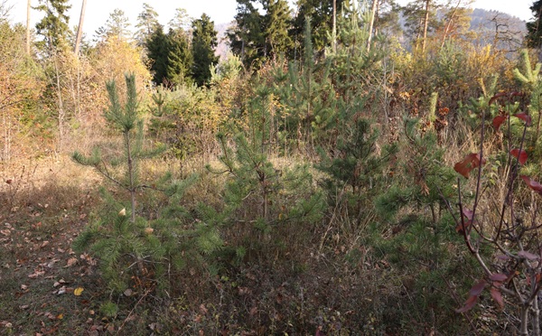 ბაკურიანში, 123 ჰა-მდე ფართობზე ტყის ბუნებრივი განახლების ხელშეწყობის სამუშაოები მიმდინარეობს - კახა კაკაბაძე