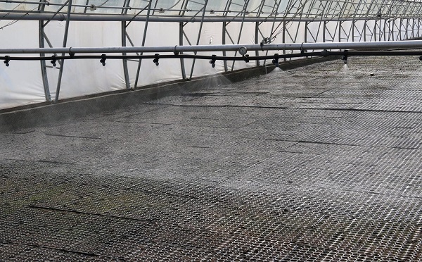 ველური ბუნების სააგენტო „წითელი ნუსხის“ სახეობა ჭალის მუხის აღდგენასა და გამრავლებაზე მუშაობს