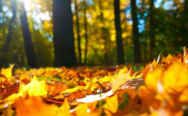 საქართველოში პირველ დეკემბრამდე შენარჩუნებული იქნება უმეტესად უნალექო ამინდი