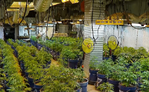 მიწის სიღრმეში მოწყობილი ჰქონდა სპეციალური სათბური - პოლიციამ 283 ძირი „კანაფი“ და 3 კილოგრამამდე “მარიხუანა“ ამოიღო, დაკავებულია 1პირი