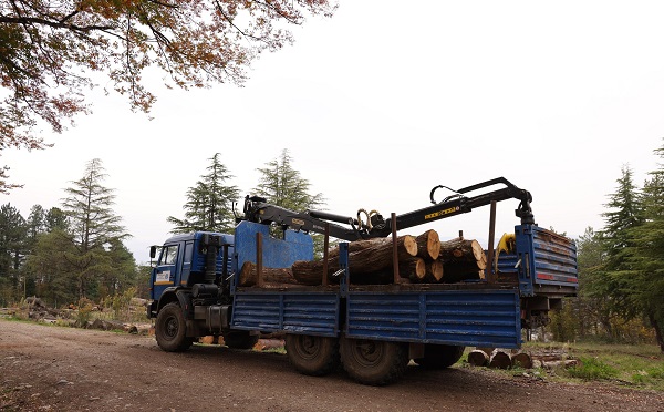 იმერეთში წითელი ნუსხით დაცული წაბლის სახეობის უკანონო ჭრის ფაქტი გამოვლინდა