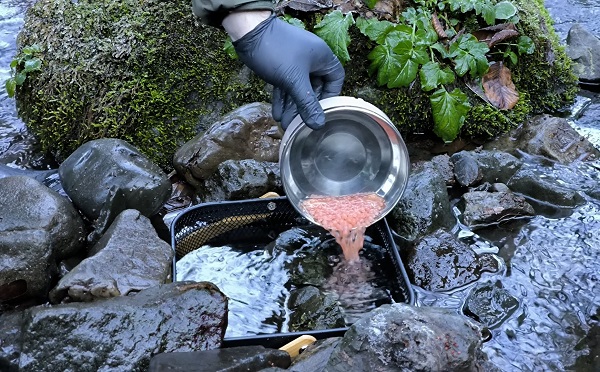 ზემო იმერეთის მდინარეები ნაკადულის კალმახის ქვირითით დათევზიანდა