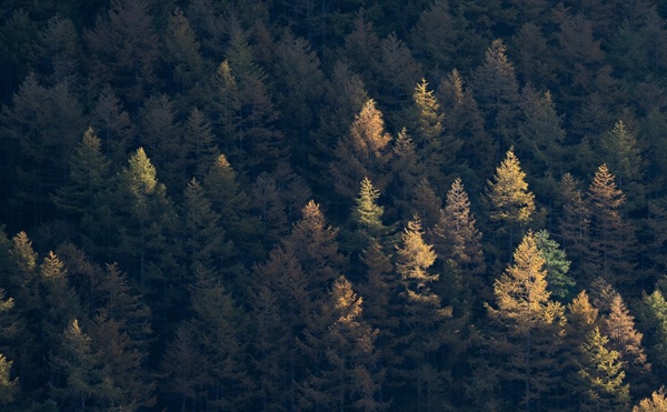 ხე-ტყის უკანონო მოპოვებაზე კონტროლი გამკაცრდა