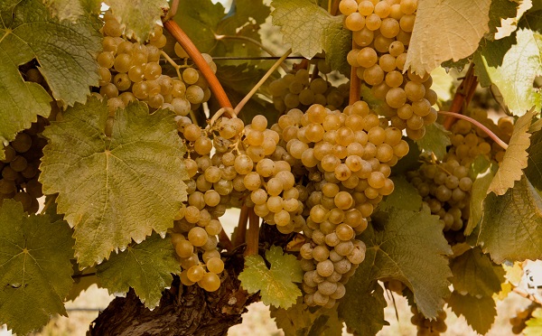 2026 წლის რთველის დროს, შემოგვაქვს ყურძნის 3 განსხვავებული ფასი - ლევან მეხუზლა