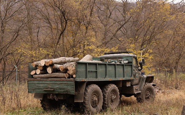 ბოლნისი-დმანისის სატყეო უბანზე ხე-ტყის უკანონო მოპოვებისა და ტრანსპორტირების ფაქტი გამოვლინდა