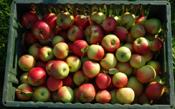 არასტანდარტული ვაშლის მოსავალი დაბინავებულია - ფერმერებმა 12 მლნ ლარი შემოსავალი მიიღეს
