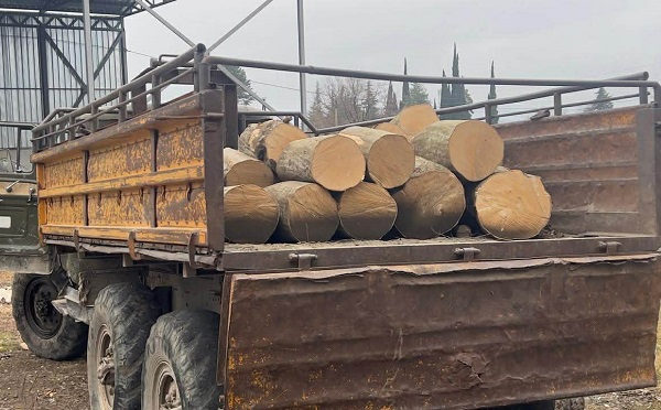 კახეთში, მცხეთა-მთიანეთში, სამცხე-ჯავახეთში, სამეგრელოსა და აჭარაში ხე-ტყის უკანონო მოპოვებისა და ტრანსპორტირების 13 ფაქტი გამოვლინდა