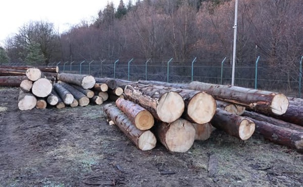 დაბა ბაკურიანში სამართალდარღვევის ორი ფაქტი გამოავლინეს