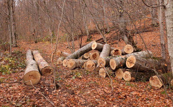 სატყეო სამსახურის თანამშრომლებმა ახმეტაში დაურეგისტრირებელი სახერხი საამქრო გამოავლინეს