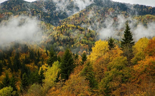 ხე-ტყის უკანონოდ მოპოვებისა და ტრანსპორტირების ფაქტებზე კანონმდებლობა გამკაცრებულია