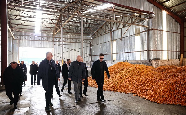 დავით სონღულაშვილი ქობულეთში ციტრუსის მოსავლის ჩაბარების პროცესს გაეცნო