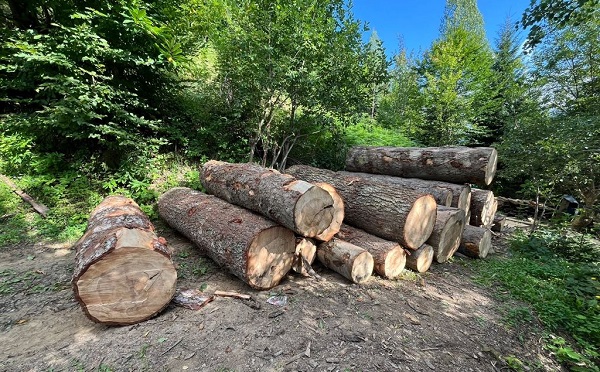 ბოლო წლებში სამართალდარღვევების კლება შეინიშნება, რაც ზედამხედველობისა და კონტროლის გაძლიერების შედეგია -  ტარიელ ირემაძე