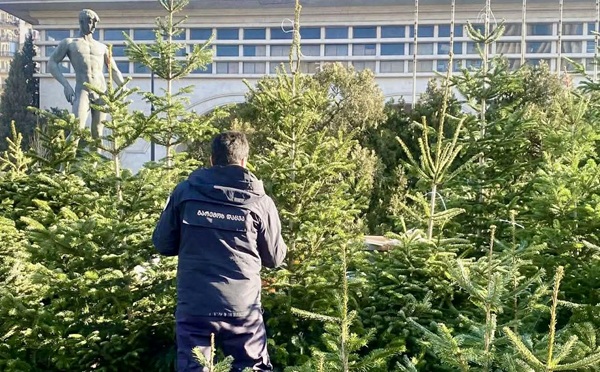 გარემოსდაცვითი ზედამხედველობის დეპარტამენტი წიწვოვანი ხე-მცენარეების მოპოვებაზე, ტრანსპორტირებასა და რეალიზაციაზე კონტროლს ამკაცრებს