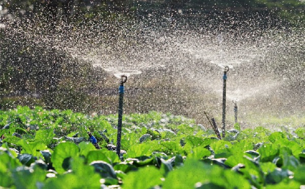 სემეკმა ირიგაციის ახალი ტარიფი დაადგინა - ფერმერებს სახელმწიფო დაასუბსიდირებს