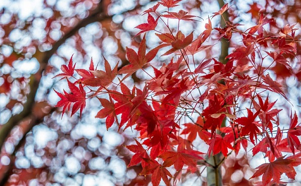 საქართველოში 9 დეკემბრამდე თბილი და ნალექიანი ამინდია მოსალოდნელი