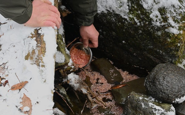 მდინარე ალგეთის შენაკადები „წითელი ნუსხის“ სახეობის ნაკადულის კალმახის 40 000 ქვირითით დათევზიანდა
