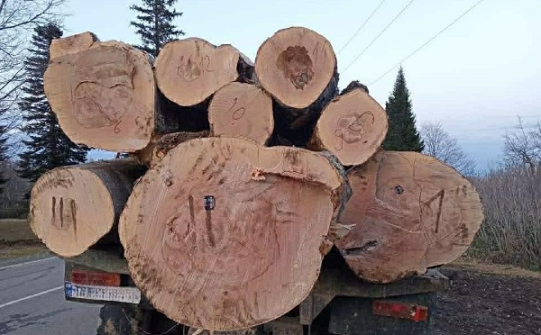გურიაში ხე-ტყის უკანონო ტრანსპორტირების ფაქტი გამოვლინდა  