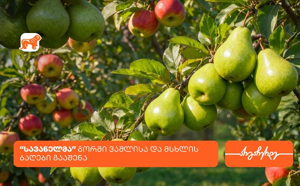 კომპანია სავანელმა გორში ხეხილის ბაღები გააშენა - მხარდამჭერი საქართველოს ბანკია