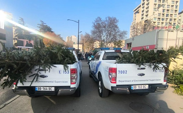 სამეგრელო-ზემო სვანეთში წიწვოვანი ხე-მცენარეების უკანონო მოპოვებისა და ტრანსპორტირების ფაქტები გამოავლინეს