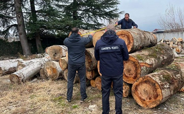 პანკისში ტყით უკანონო სარგებლობის ფაქტი გამოავლინეს