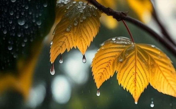 2 დეკემბერს საქართველოში მოსალოდნელია წვიმა, ზოგან ელჭექი, მაღალ მთაში თოვლი, 3 დეკემრიდან კი უმეტესად უნალექო ამინდი იქნება