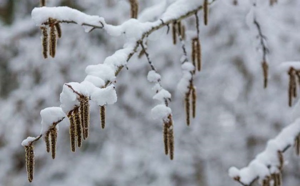 24 იანვრამდე საქართველოში ცივი ამინდი შენარჩუნდება