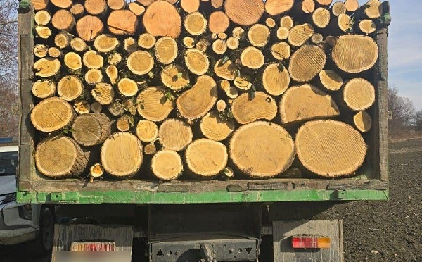 კახეთში, სამეგრელო-ზემო სვანეთში, მცხეთა-მთიანეთში, ქვემო ქართლში, აჭარასა და გურიაში უკანონო ტყითსარგებლობის 16 ფაქტი გამოვლინდა