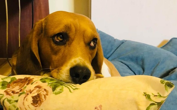 შინაურ ბინადარ ცხოველებთან დაკავშირებით მიღებული კანონის ცალკეული ნორმები 2026 წლის 1-ელი იანვრიდან ძალაში შედის