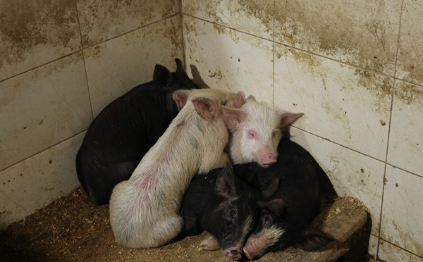 ქუთაისში არალეგალური სასაკლაო გამოავლინეს