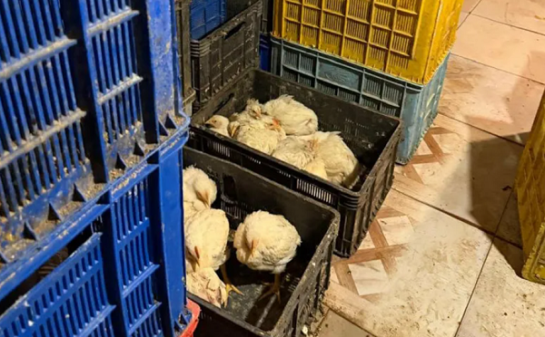 იმერეთში ფრინველთა არალეგალური სასაკლაო გამოვლინდა, სადაც ვეტერინარული ზედამხედველობის გარეშე დაკლული 109 კგ ქათამი დაილუქა