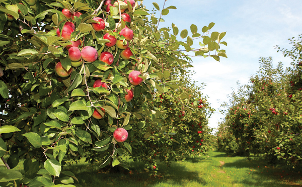ბოლო ათწლეულის განმავლობაში საქართველოში ვაშლის წარმოება და ექსპორტი მნიშვნელოვნად გაიზარდა - სოფლის მეურნეობის სამინისტრო