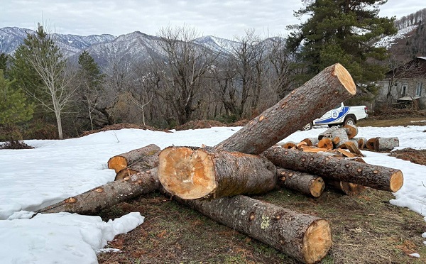 აჭარაში, გურიაში, სამეგრელოში, სამცხე-ჯავახეთში, ქვემო ქართლში, მცხეთა-მთიანეთსა და კახეთში ხე-ტყის უკანონო მოპოვების ფაქტები გამოვლინდა