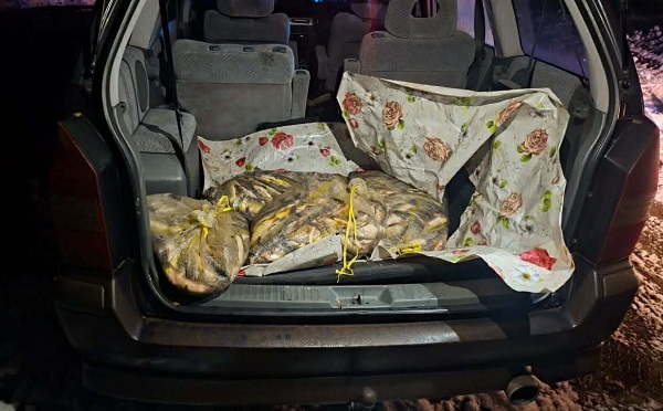 მდინარე მტკვარზე ელექტროიარაღით უკანონო თევზჭერის ფაქტი გამოავლინეს