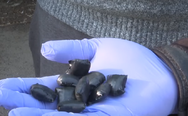 პოლიციამ თბილისში დიდი ოდენობით ნარკოტიკული საშუალების უკანონო შეძენა-შენახვისა და რეალიზაციის ხელშეწყობის ბრალდებით, 1 პირი დააკავა