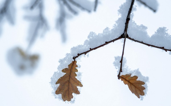 11 თებერვალს აღმოსავლეთ საქართველოში მოსალოდნელია ნალექი, ზოგან ძლიერი, უმეტესად თოვლის სახით