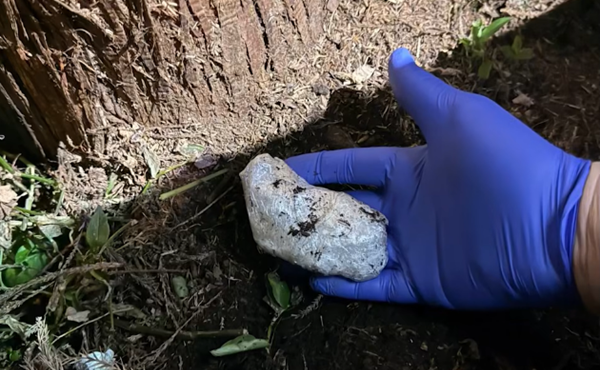 აჭარაში განსაკუთრებით დიდი ოდენობით ნარკოტიკი ამოიღეს